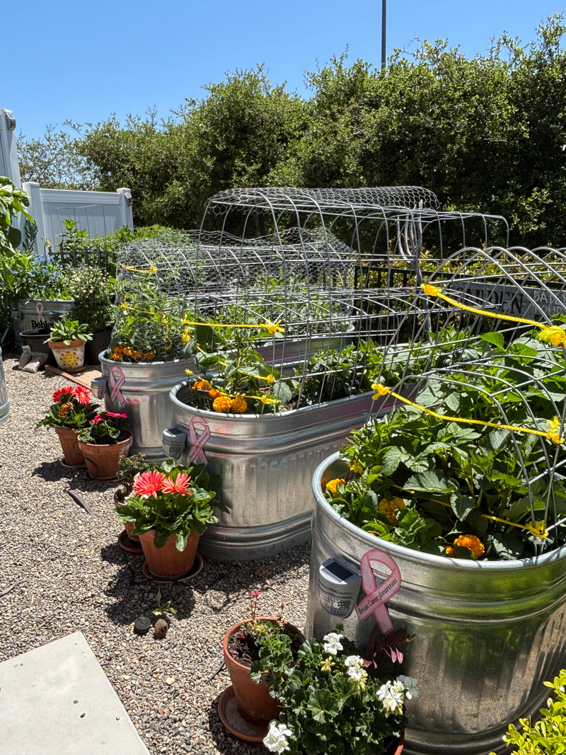 The garden